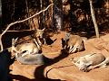 Lazy kangaroos 2